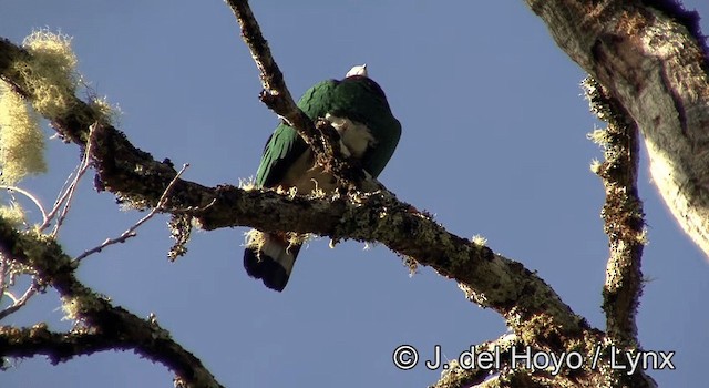 holub zelenobílý - ML201192831