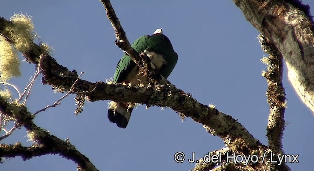 White-bellied Imperial-Pigeon - ML201192831