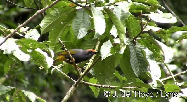 Fiery-browed Myna - ML201192861