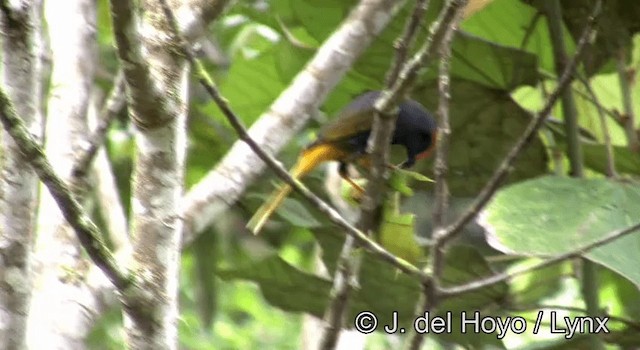 Énode à sourcils rouges - ML201192871