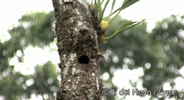 Fiery-browed Myna - ML201192881