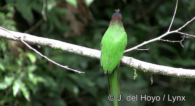 Purple-bearded Bee-eater - ML201192911