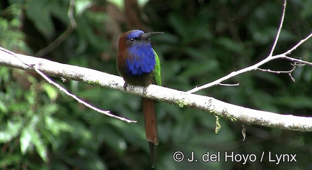 Purple-bearded Bee-eater - ML201192921