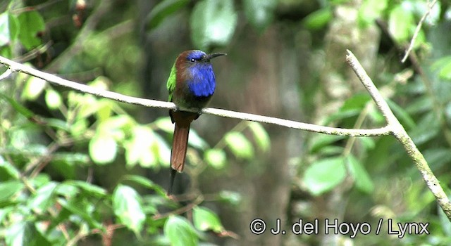 Purple-bearded Bee-eater - ML201192931