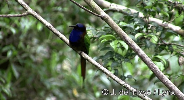 Purple-bearded Bee-eater - ML201192941