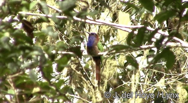 Purple-bearded Bee-eater - ML201192951