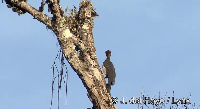 Ashy Woodpecker - ML201192961