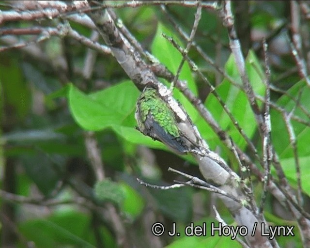 Glittering-bellied Emerald - ML201192981