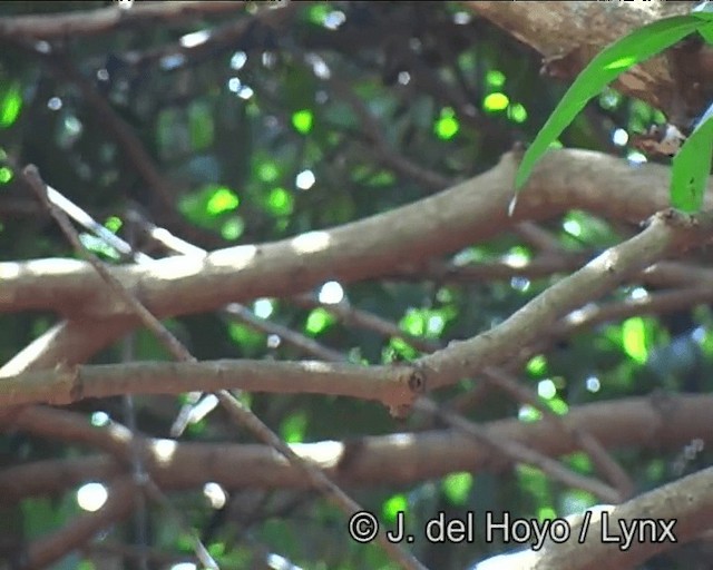 Curl-crested Jay - ML201193061