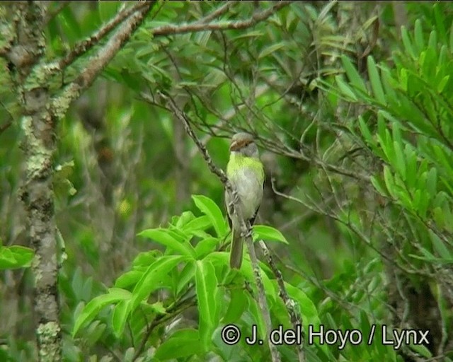 Краснобровый попугаевый виреон (viridis/cearensis) - ML201193081