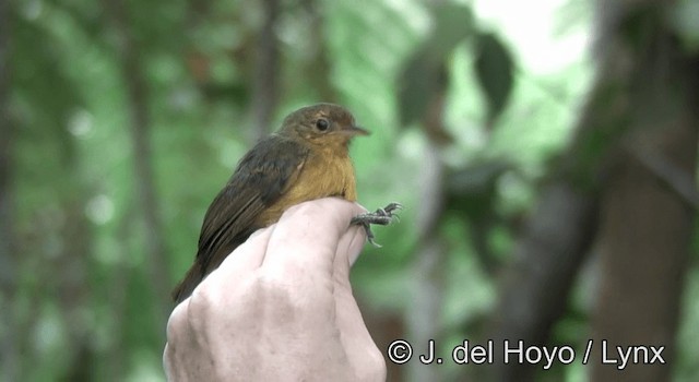 Slaty Antwren - ML201193221