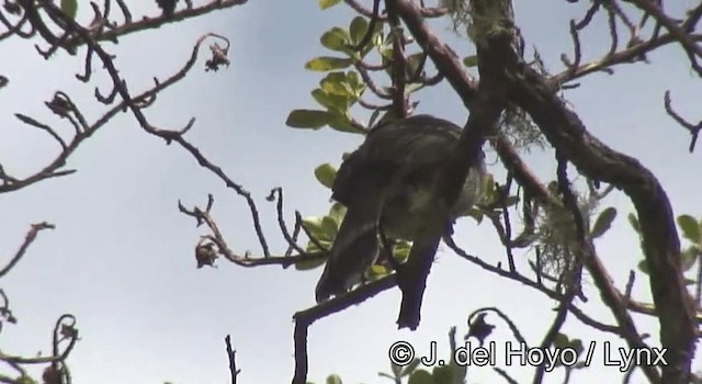 White-throated Tyrannulet - ML201193261