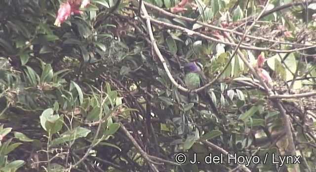 Колібрі-короткодзьоб пурпуровий - ML201193281
