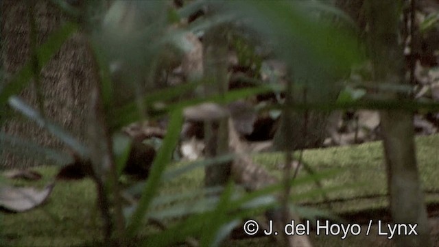 Black-tailed Leaftosser - ML201193291