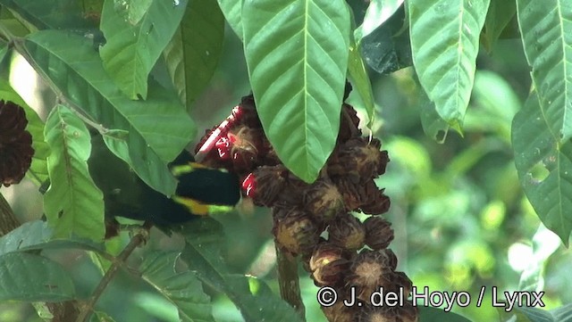 Toucanet de Gould - ML201193311