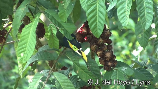 Toucanet de Gould - ML201193321