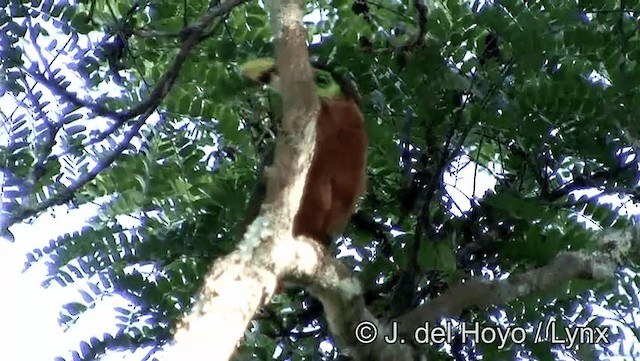 Toucanet de Gould - ML201193341