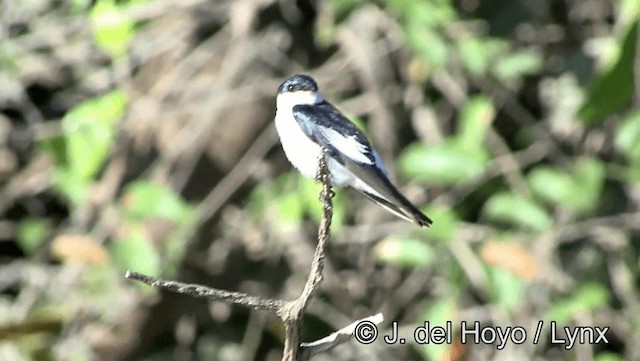 Hirondelle à ailes blanches - ML201193381