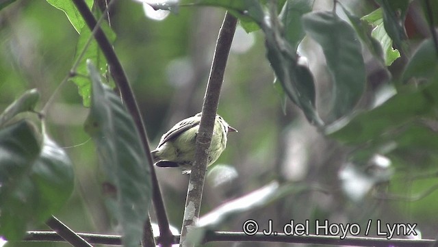 Dwarf Tyrant-Manakin - ML201193461