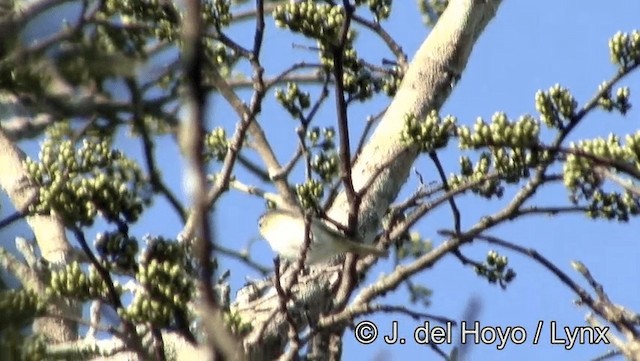 Vireo Chiví - ML201193531