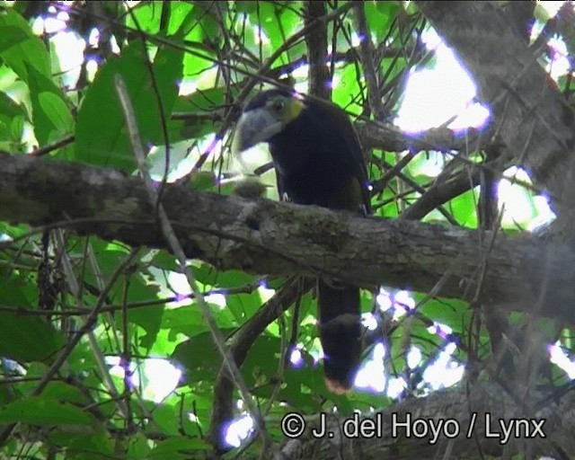 Toucanet à bec tacheté - ML201193581