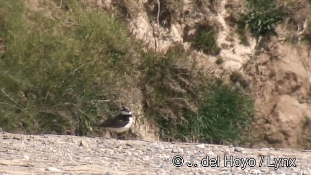 Little Ringed Plover (curonicus) - ML201193601