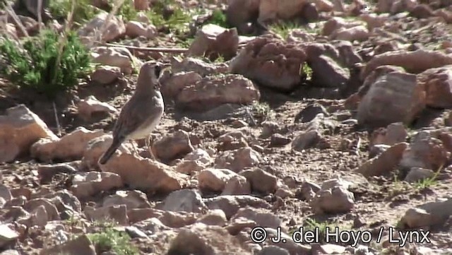 Temminck's Lark - ML201193621