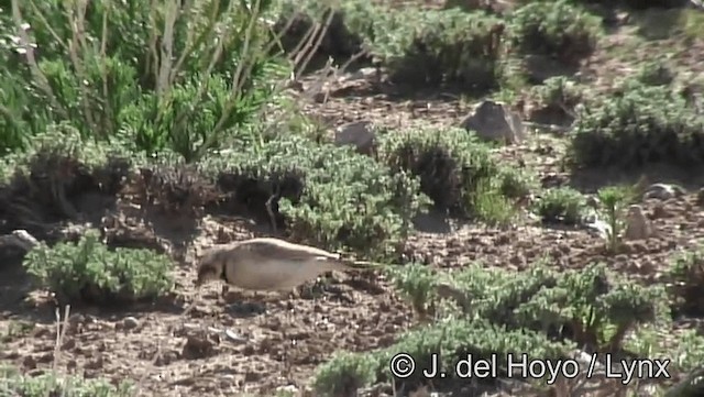 Temminck's Lark - ML201193631