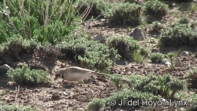 Temminck's Lark - ML201193631