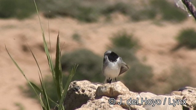 White Wagtail (Moroccan) - ML201193691
