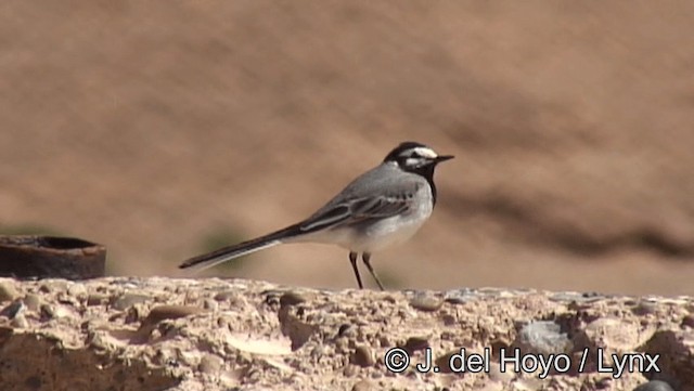 White Wagtail (Moroccan) - ML201193701