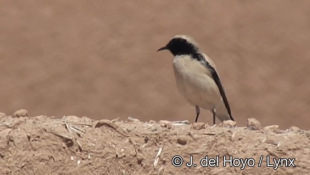 Desert Wheatear - ML201193731