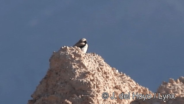 Desert Wheatear - ML201193741