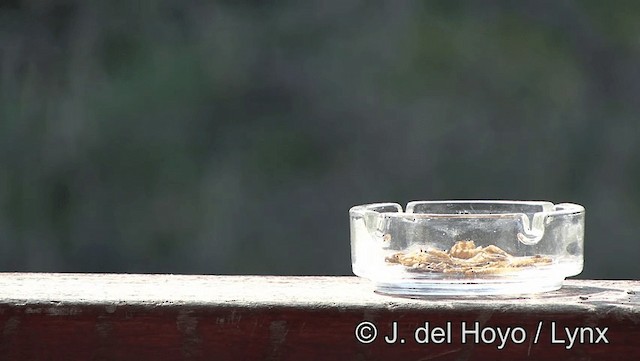 Colirrojo Tizón (gibraltariensis/aterrimus) - ML201193931