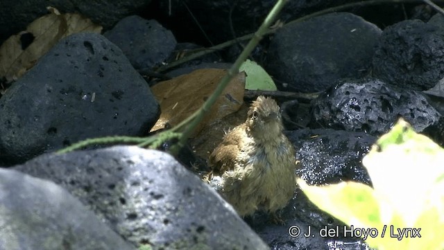 Gray-eyed Bulbul (innectens) - ML201193941