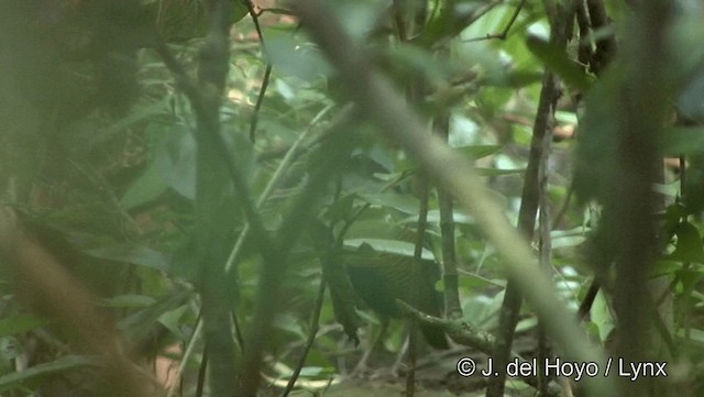 Bar-bellied Pitta - ML201194021