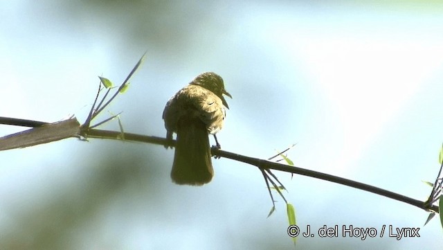 Streifenkehlbülbül - ML201194081