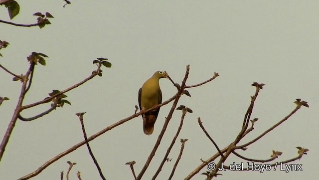 厚嘴綠鳩 - ML201194091