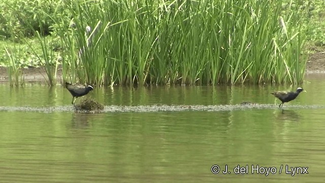 Bronzeblatthühnchen - ML201194151