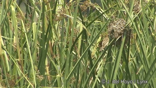 Asian Golden Weaver - ML201194191