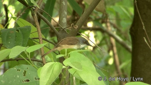 Prinia de Hodgson - ML201194221