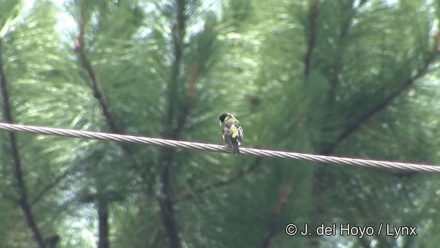 Vietnamese Greenfinch - ML201194271