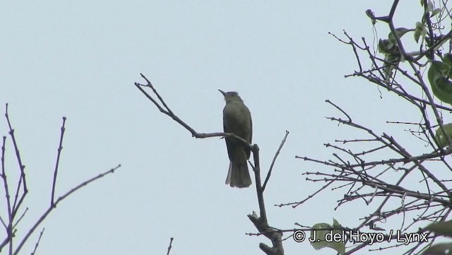 Gray-eyed Bulbul (Gray-eyed) - ML201194321
