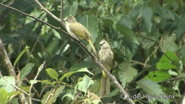 Flavescent Bulbul - ML201194341