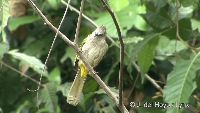 Flavescent Bulbul - ML201194351