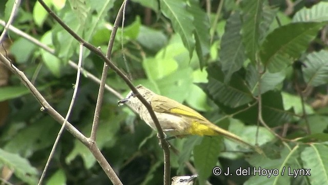 Flavescent Bulbul - ML201194361