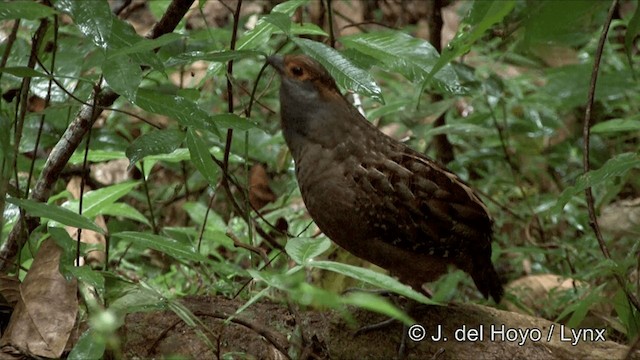 Spot-winged Wood-Quail - ML201194371