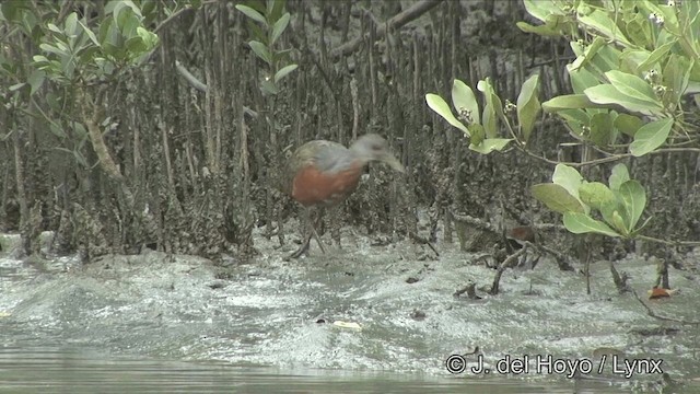 chřástal východobrazilský - ML201194381