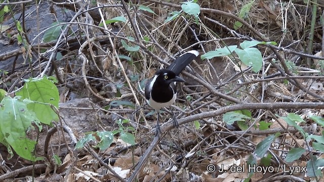 Weißnacken-Blaurabe - ML201194401