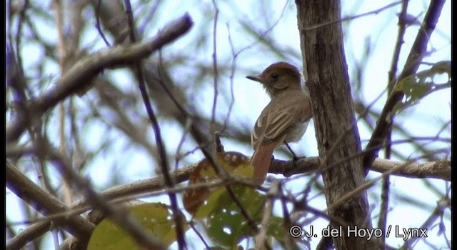 Kahverengi Sırtlı Casiornis - ML201194451